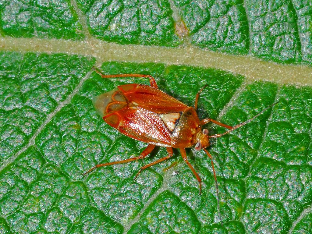 Miridae: Lygus punctatus